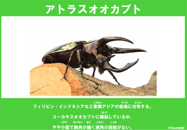 アトラスオオカブト